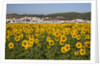 Sunflower fields near the white town of Bornos by Anonymous