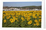 Sunflower fields near the white town of Bornos by Anonymous