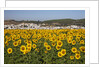 Sunflower fields near the white town of Bornos by Anonymous