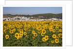 Sunflower fields near the white town of Bornos by Anonymous