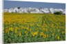 Sunflower fields near the white town of Villamartin, Spain by Anonymous