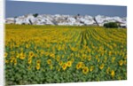 Sunflower fields near the white town of Villamartin, Spain by Anonymous