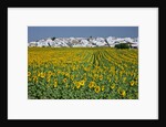 Sunflower fields near the white town of Villamartin, Spain by Anonymous