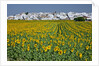 Sunflower fields near the white town of Villamartin, Spain by Anonymous