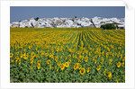 Sunflower fields near the white town of Villamartin, Spain by Anonymous