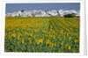 Sunflower fields near the white town of Villamartin, Spain by Anonymous