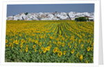 Sunflower fields near the white town of Villamartin, Spain by Anonymous