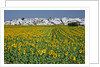 Sunflower fields near the white town of Villamartin, Spain by Anonymous