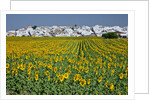 Sunflower fields near the white town of Villamartin, Spain by Anonymous