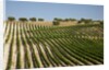 Vineyard field and olive grove in Spain by Anonymous