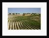 Vineyard field and olive grove in Spain by Anonymous