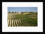 Vineyard field and olive grove in Spain by Anonymous