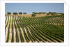 Vineyard field and olive grove in Spain by Anonymous