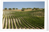 Vineyard field and olive grove in Spain by Anonymous