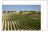 Vineyard field and olive grove in Spain by Anonymous