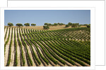 Vineyard field and olive grove in Spain by Anonymous