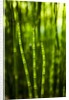 Back-lit horsetail plants by Anonymous
