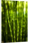 Back-lit horsetail plants by Anonymous