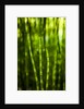 Back-lit horsetail plants by Anonymous