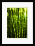 Back-lit horsetail plants by Anonymous
