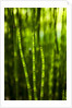 Back-lit horsetail plants by Anonymous