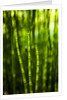 Back-lit horsetail plants by Anonymous