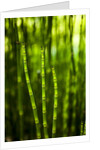 Back-lit horsetail plants by Anonymous