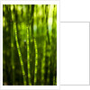 Back-lit horsetail plants by Anonymous