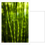Back-lit horsetail plants by Anonymous