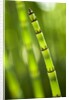 Back-lit horsetail plants by Anonymous