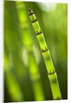 Back-lit horsetail plants by Anonymous