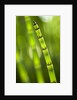 Back-lit horsetail plants by Anonymous