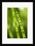 Back-lit horsetail plants by Anonymous
