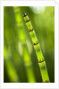 Back-lit horsetail plants by Anonymous