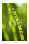 Back-lit horsetail plants by Anonymous