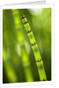 Back-lit horsetail plants by Anonymous