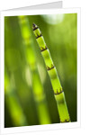 Back-lit horsetail plants by Anonymous