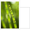 Back-lit horsetail plants by Anonymous