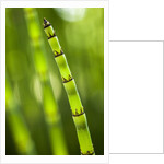 Back-lit horsetail plants by Anonymous