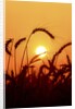 Wheat plants in silhouette by Anonymous