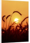 Wheat plants in silhouette by Anonymous