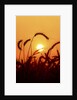 Wheat plants in silhouette by Anonymous