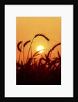 Wheat plants in silhouette by Anonymous