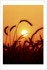 Wheat plants in silhouette by Anonymous
