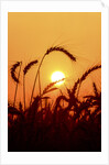 Wheat plants in silhouette by Anonymous