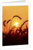 Wheat plants in silhouette by Anonymous