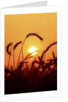 Wheat plants in silhouette by Anonymous