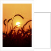 Wheat plants in silhouette by Anonymous