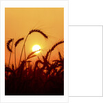 Wheat plants in silhouette by Anonymous