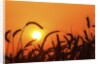 Wheat plants in silhouette by Anonymous